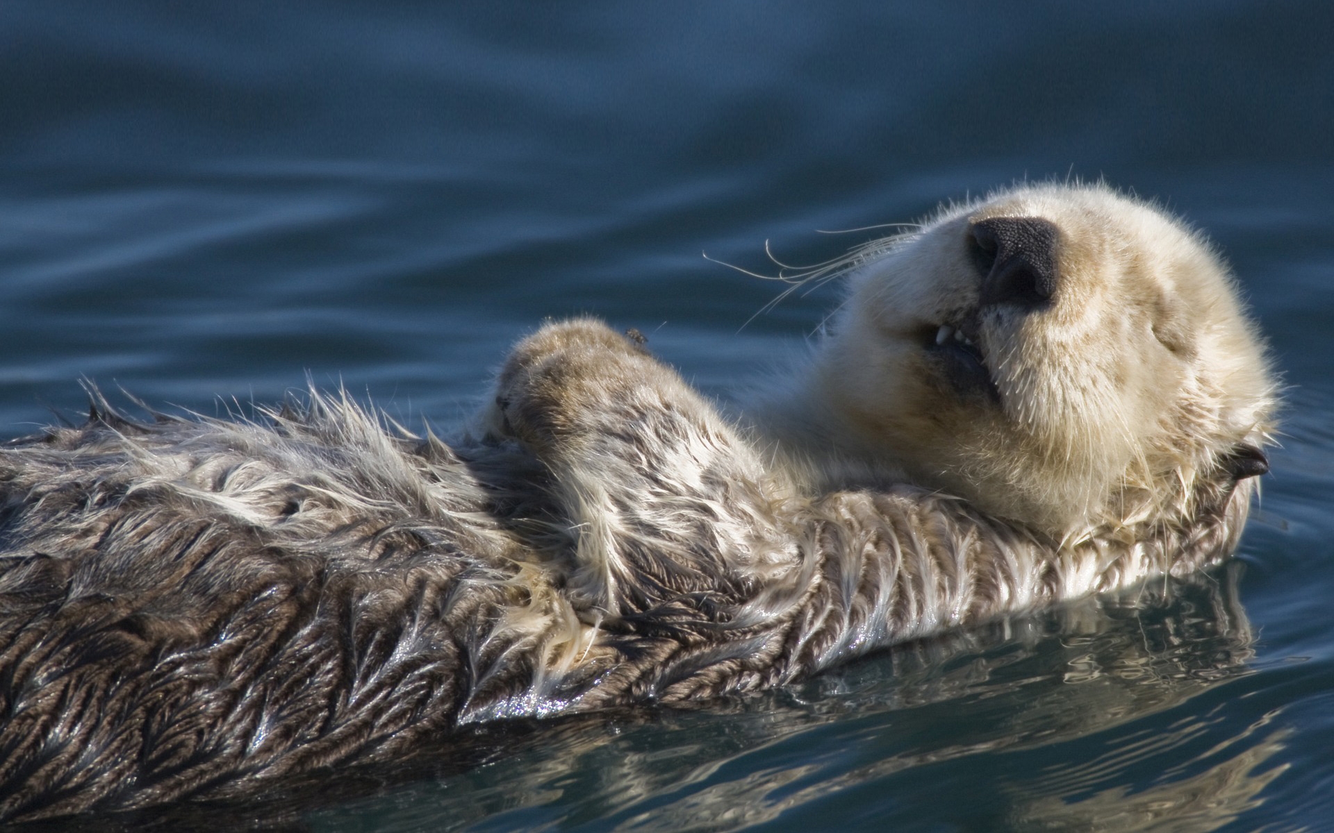 Swimming Badger for 1920 x 1200 widescreen resolution