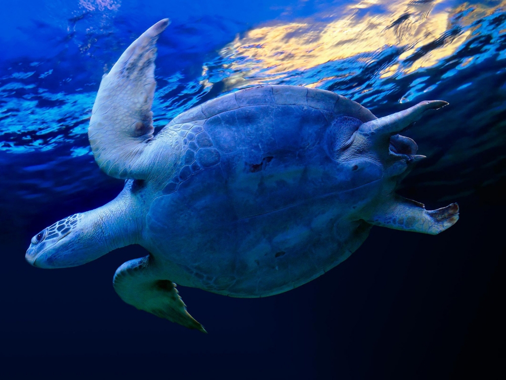 Swimming Sea Turtle for 1024 x 768 resolution