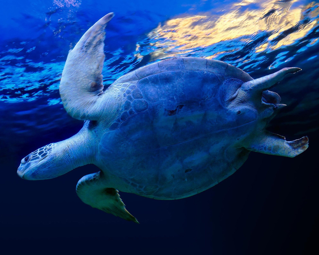 Swimming Sea Turtle for 1280 x 1024 resolution