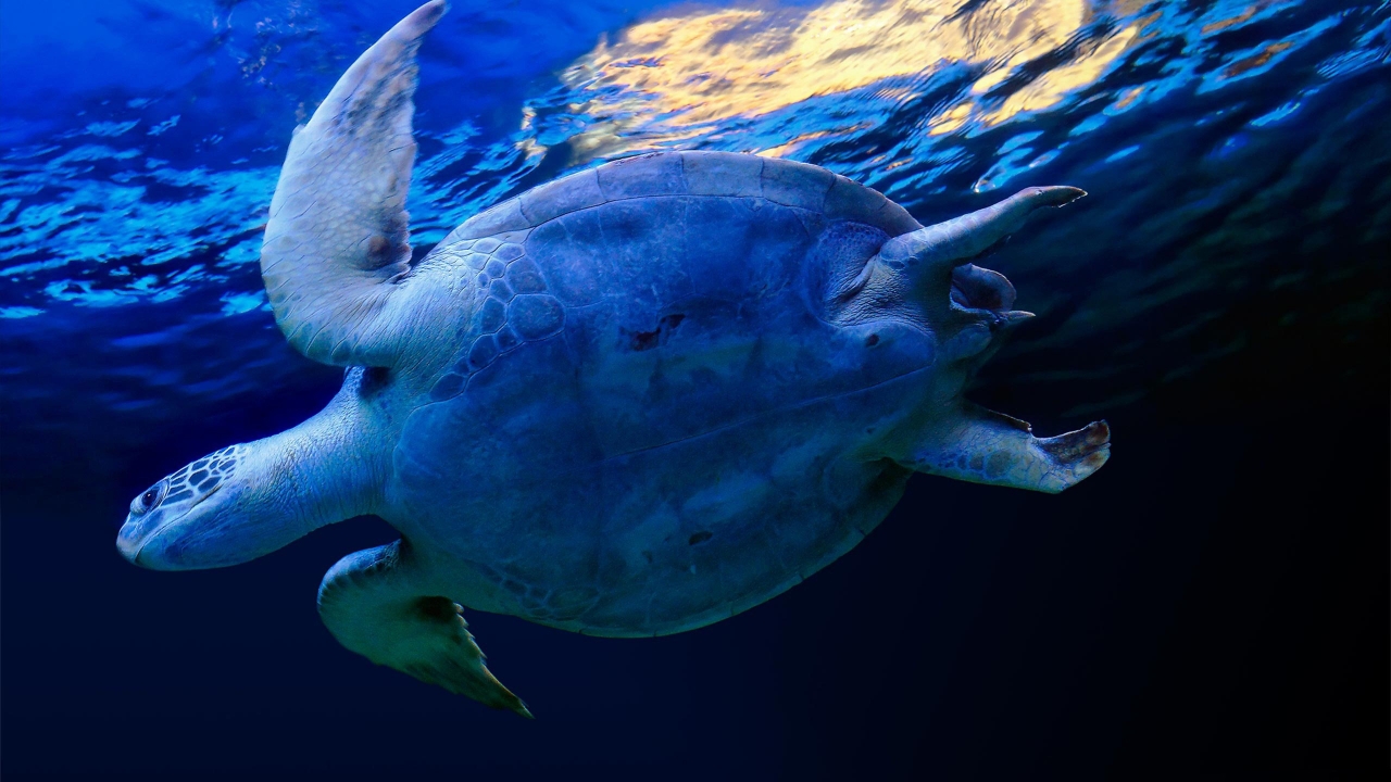 Swimming Sea Turtle for 1280 x 720 HDTV 720p resolution