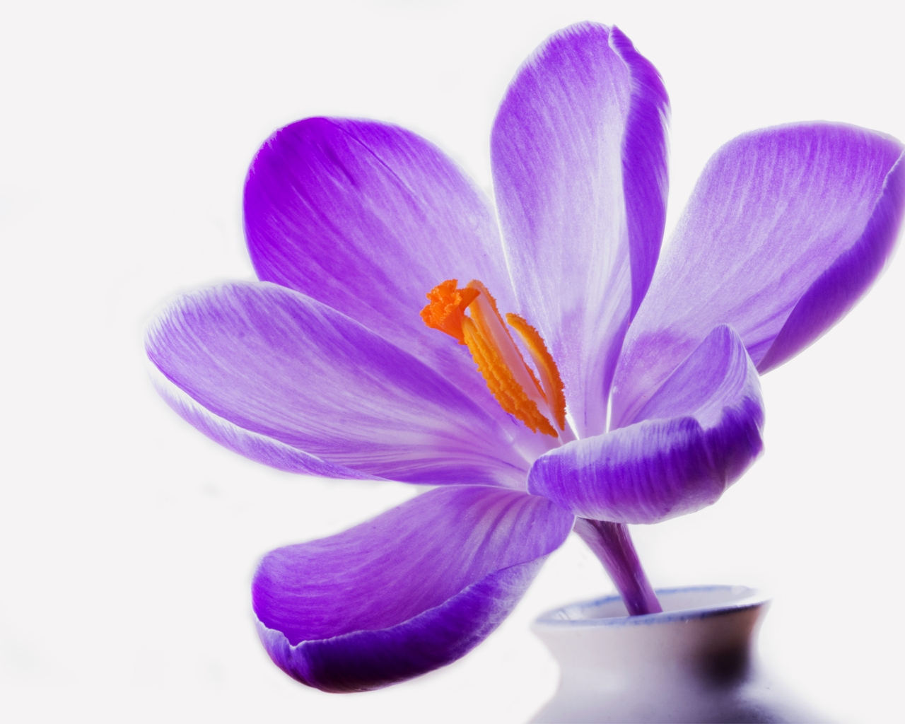Syringa Lilac for 1280 x 1024 resolution
