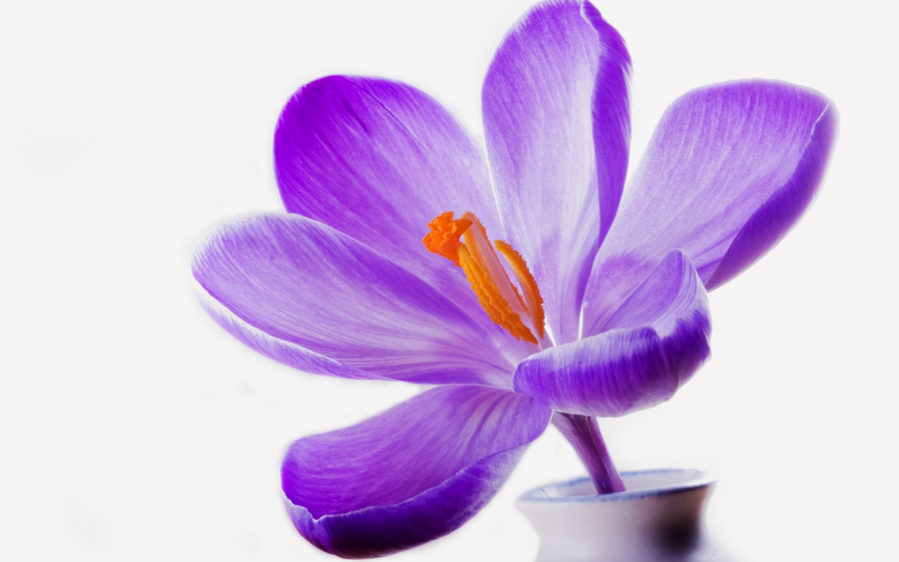 Syringa Lilac for 1280 x 800 widescreen resolution
