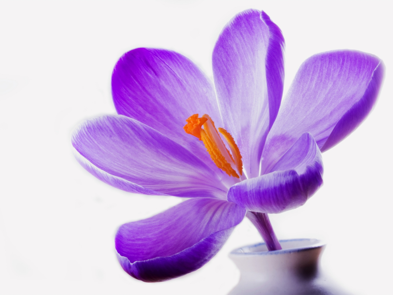 Syringa Lilac for 1280 x 960 resolution