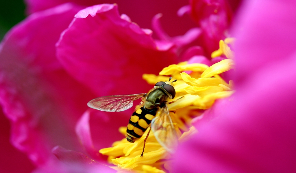 Syrphid Fly for 1024 x 600 widescreen resolution