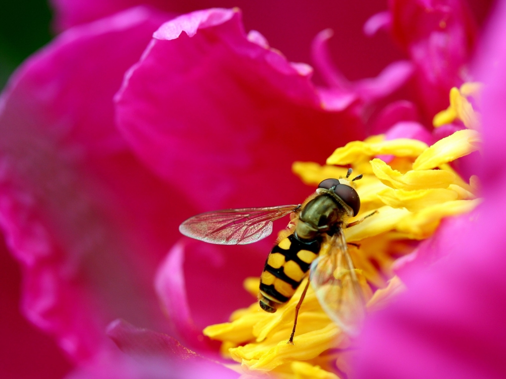 Syrphid Fly for 1024 x 768 resolution