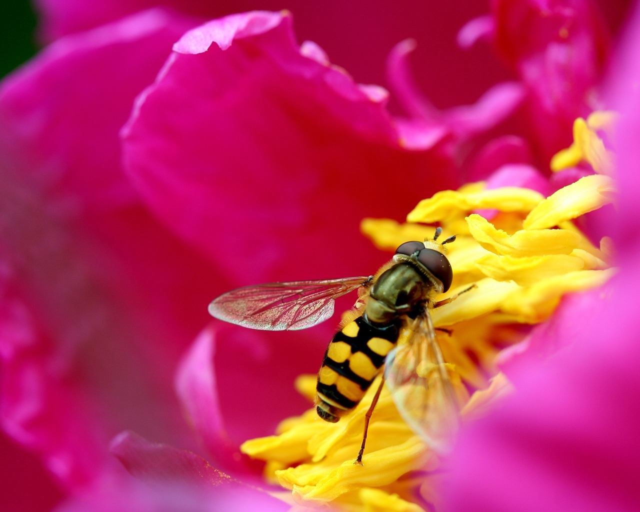Syrphid Fly for 1280 x 1024 resolution