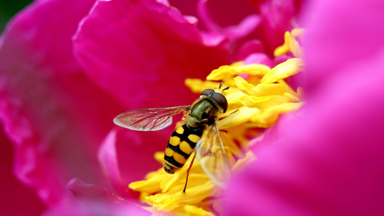 Syrphid Fly for 1280 x 720 HDTV 720p resolution