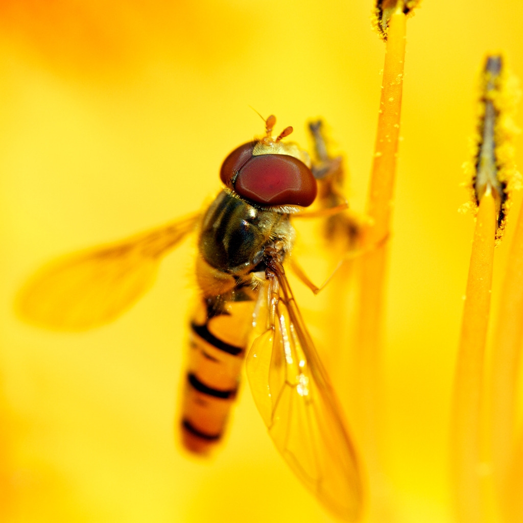 Syrphid\'s Feast for 1024 x 1024 iPad resolution