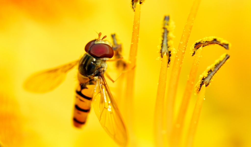 Syrphid\'s Feast for 1024 x 600 widescreen resolution