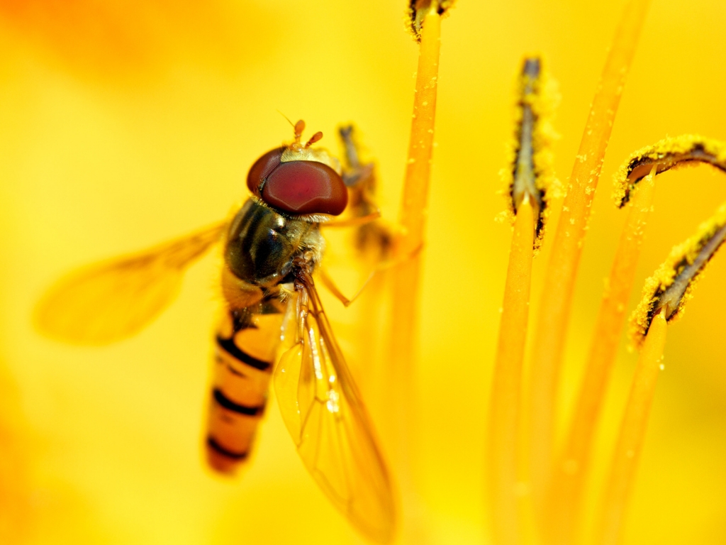 Syrphid\'s Feast for 1024 x 768 resolution