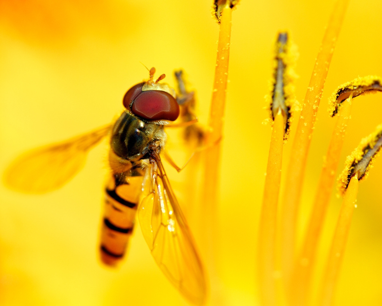 Syrphid\'s Feast for 1280 x 1024 resolution