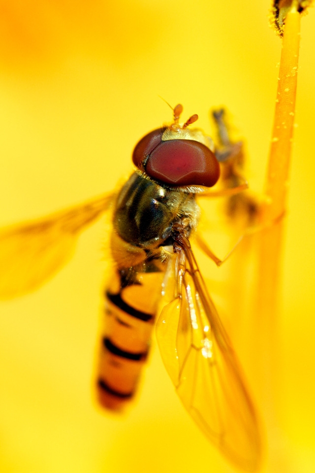 Syrphid\'s Feast for 640 x 960 iPhone 4 resolution