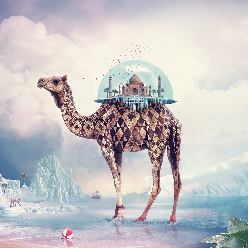 Taj Mahal Camel for 1024 x 1024 iPad resolution