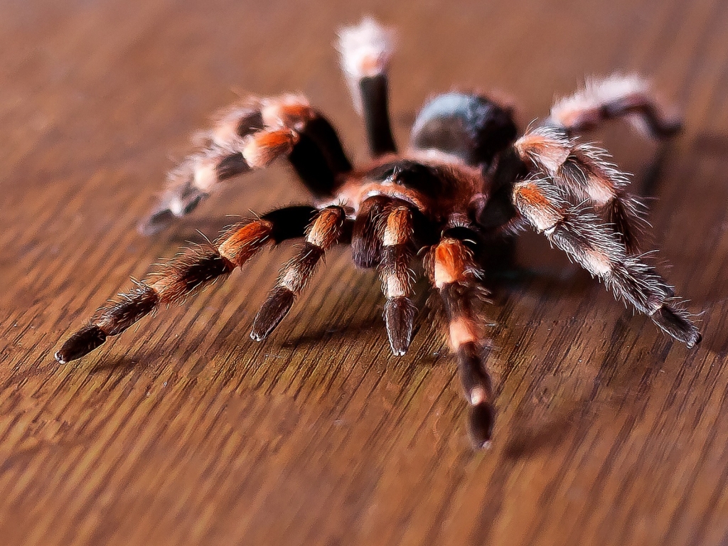 Tarantula for 1024 x 768 resolution