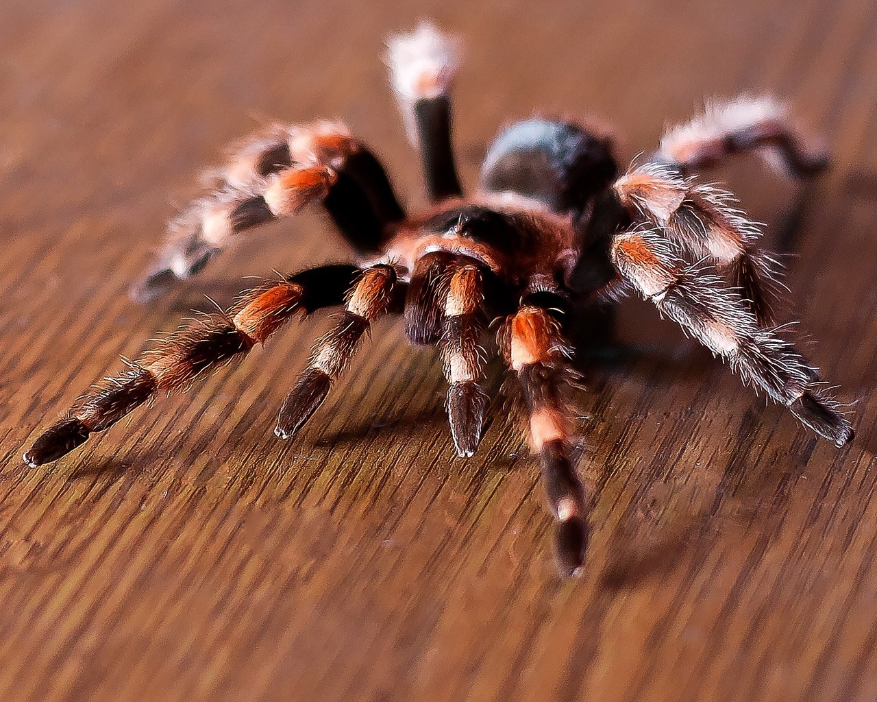 Tarantula for 1280 x 1024 resolution