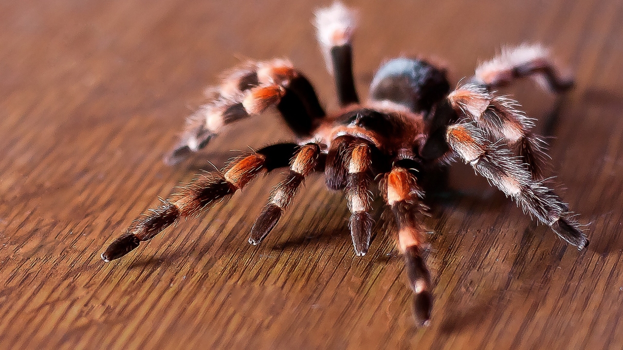 Tarantula for 1280 x 720 HDTV 720p resolution