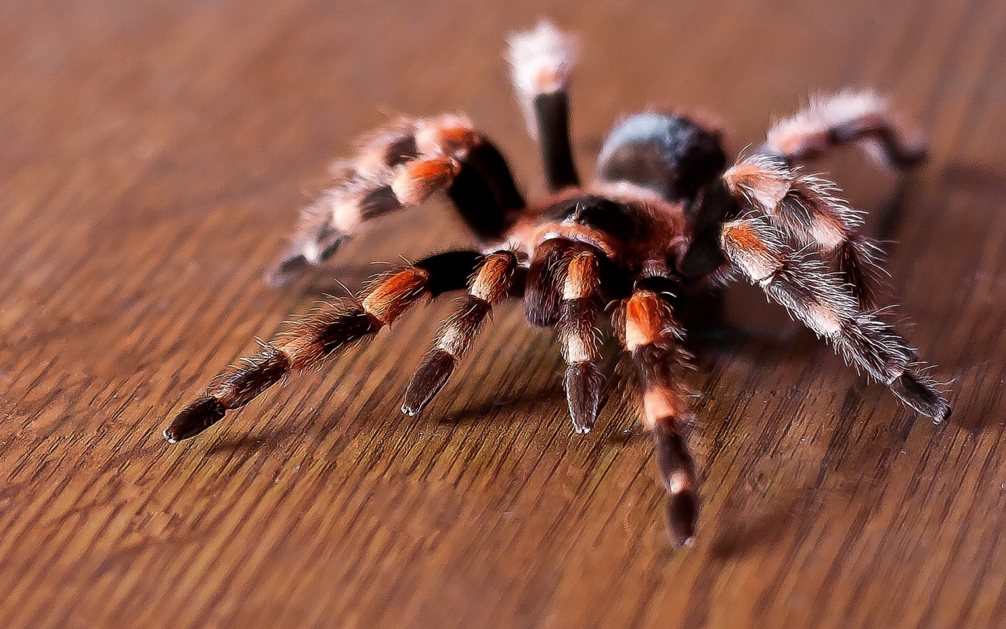 Tarantula for 1440 x 900 widescreen resolution