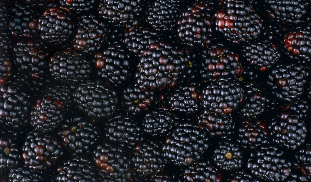 Tasty Blackberries for 1024 x 600 widescreen resolution