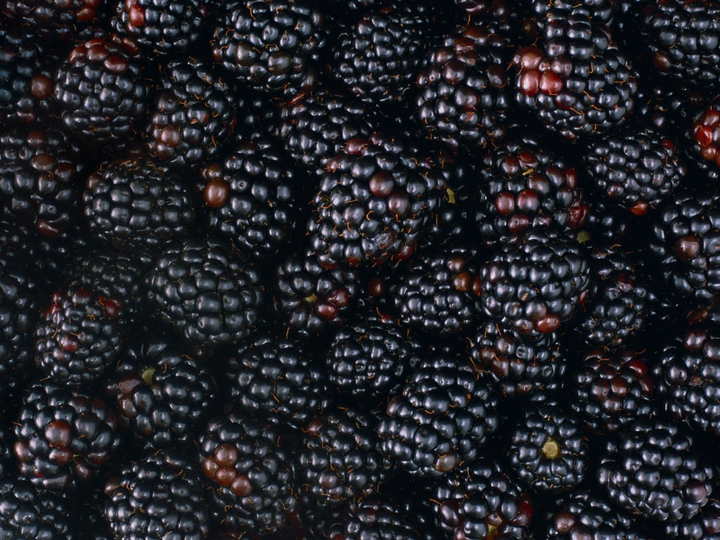 Tasty Blackberries for 1024 x 768 resolution