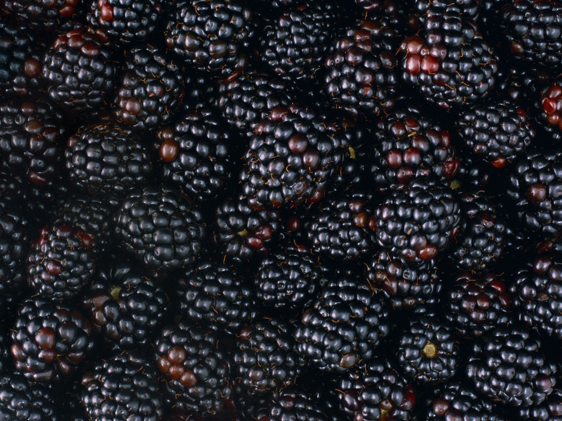 Tasty Blackberries for 1152 x 864 resolution