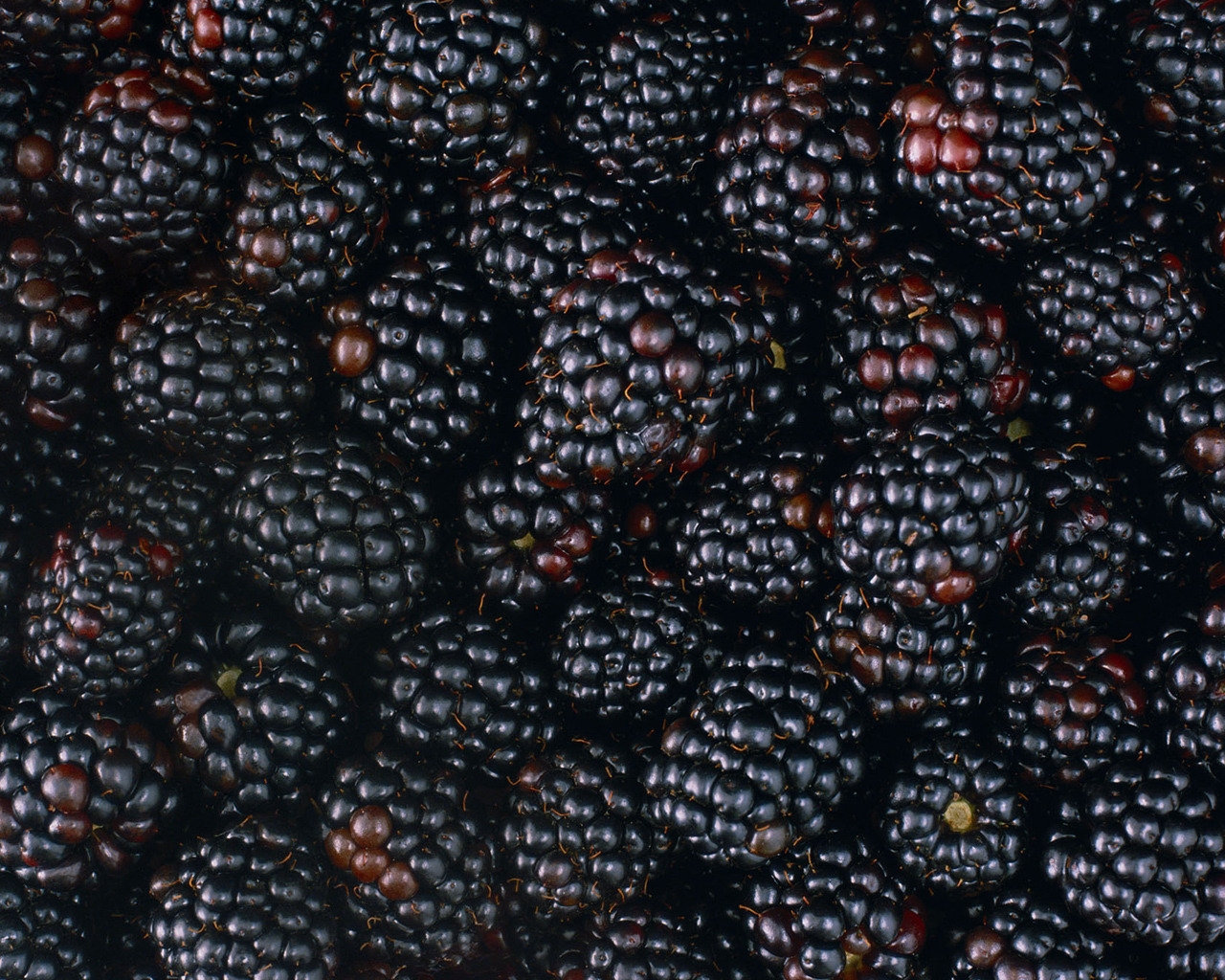 Tasty Blackberries for 1280 x 1024 resolution