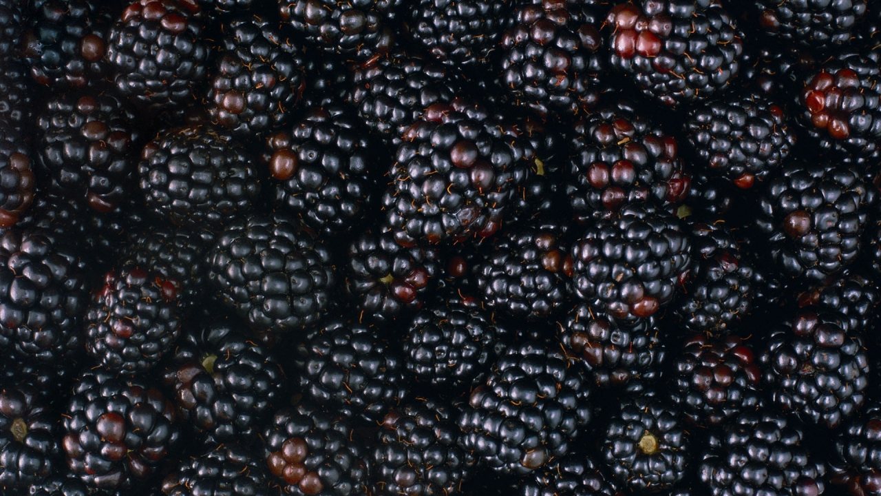 Tasty Blackberries for 1280 x 720 HDTV 720p resolution