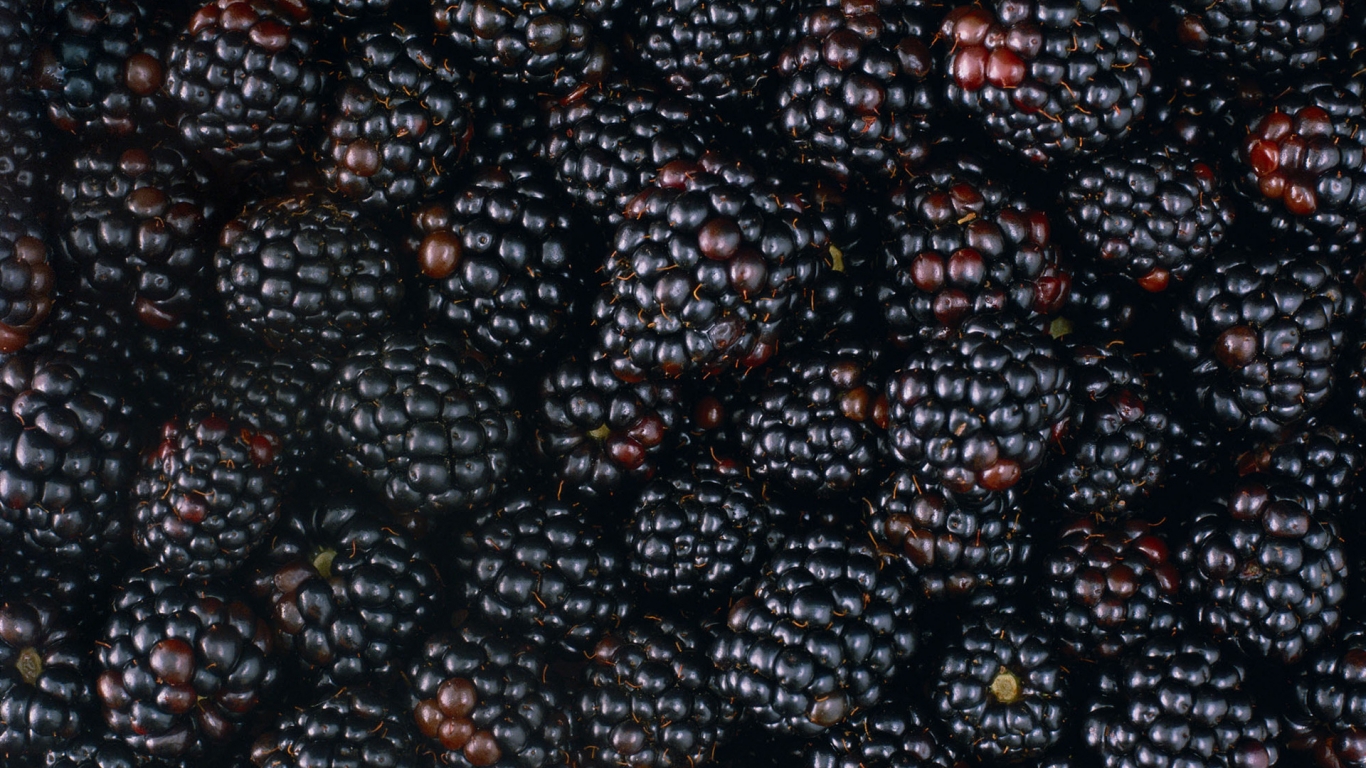 Tasty Blackberries for 1366 x 768 HDTV resolution