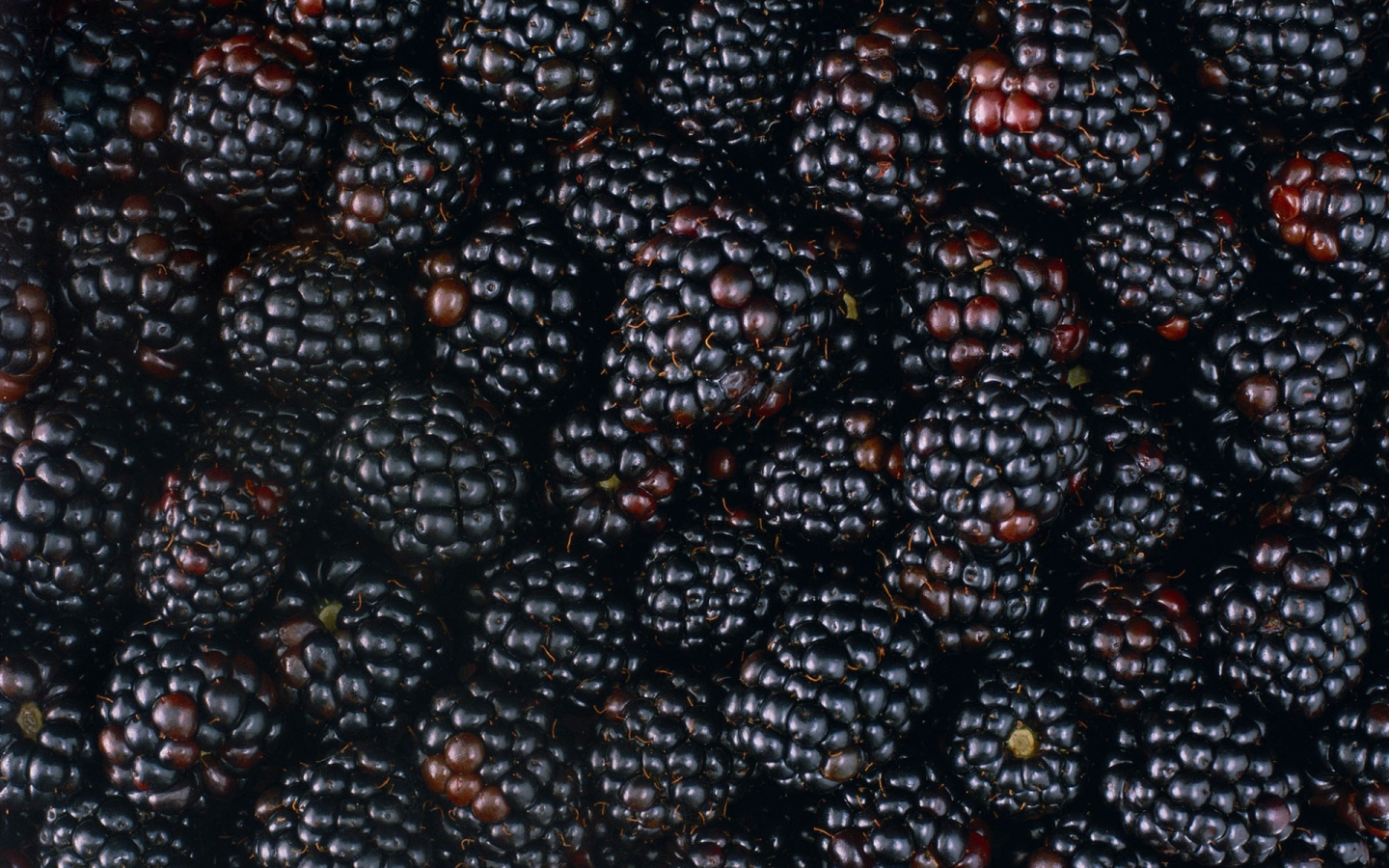 Tasty Blackberries for 1440 x 900 widescreen resolution