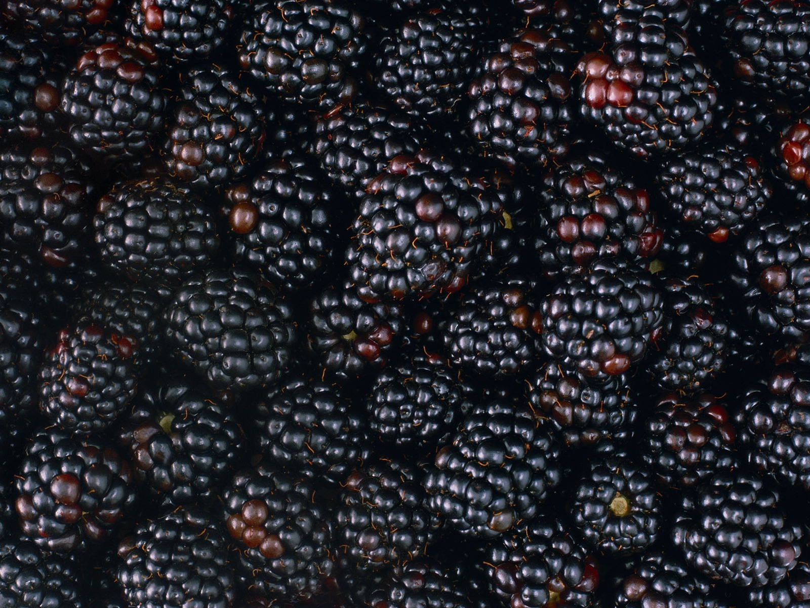 Tasty Blackberries for 1600 x 1200 resolution