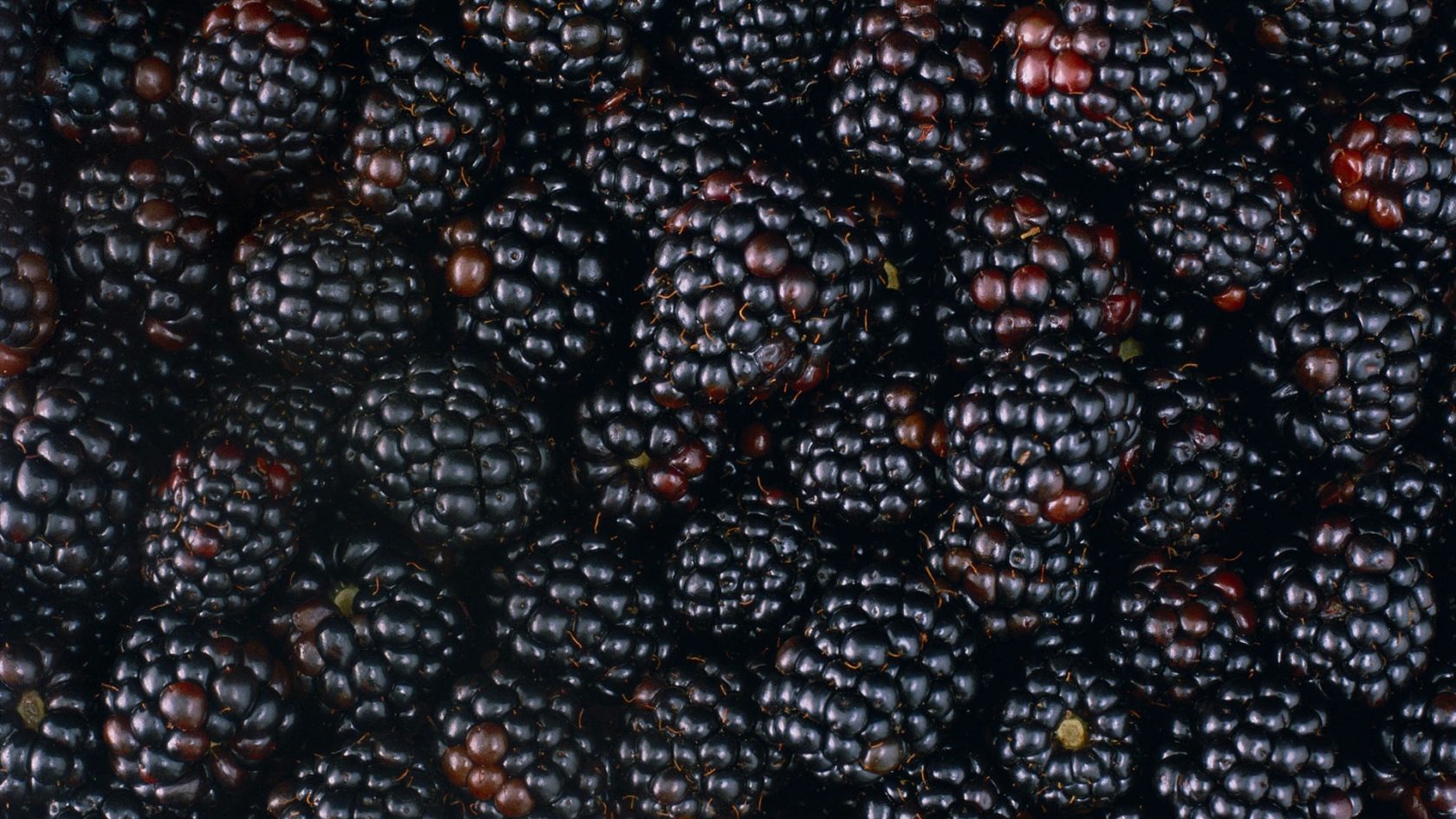 Tasty Blackberries for 1680 x 945 HDTV resolution