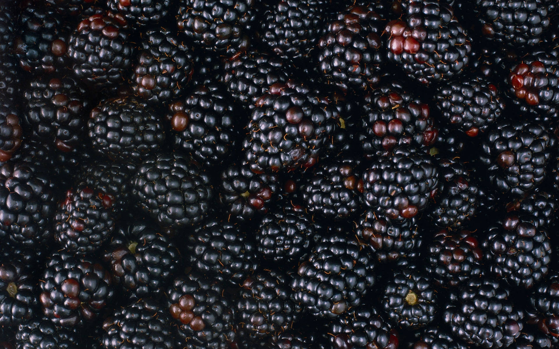 Tasty Blackberries for 1920 x 1200 widescreen resolution