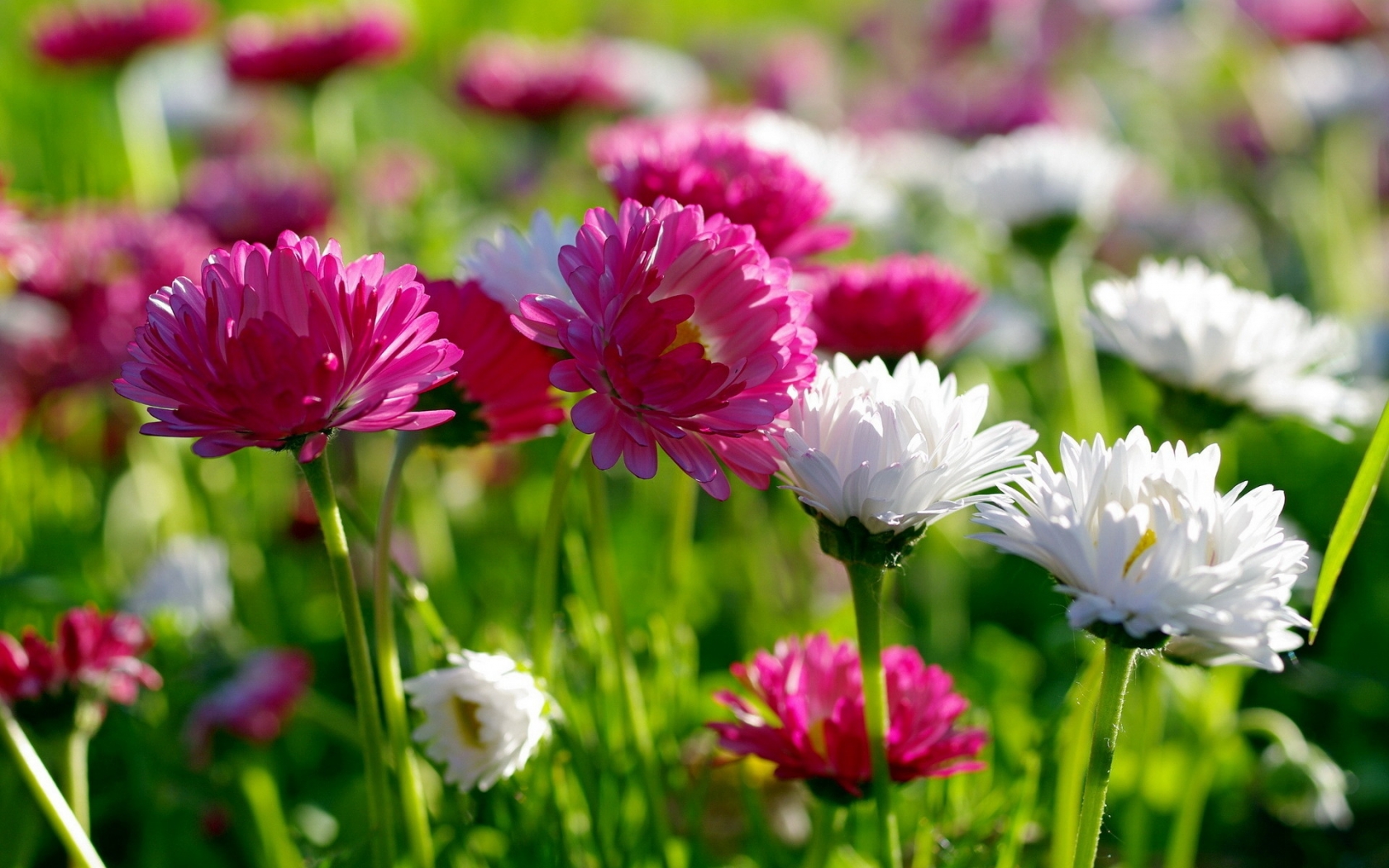 The Chrysanthemum for 1680 x 1050 widescreen resolution