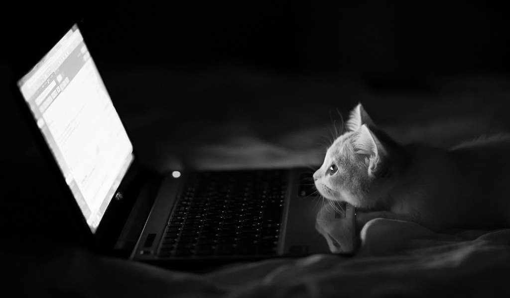 The hacking Cat for 1024 x 600 widescreen resolution