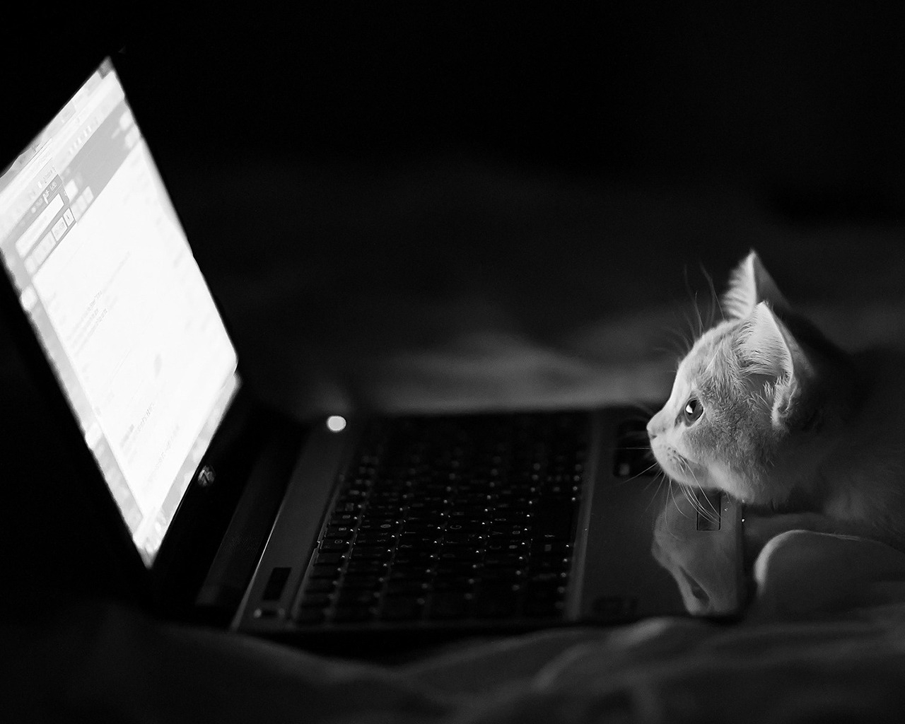 The hacking Cat for 1280 x 1024 resolution