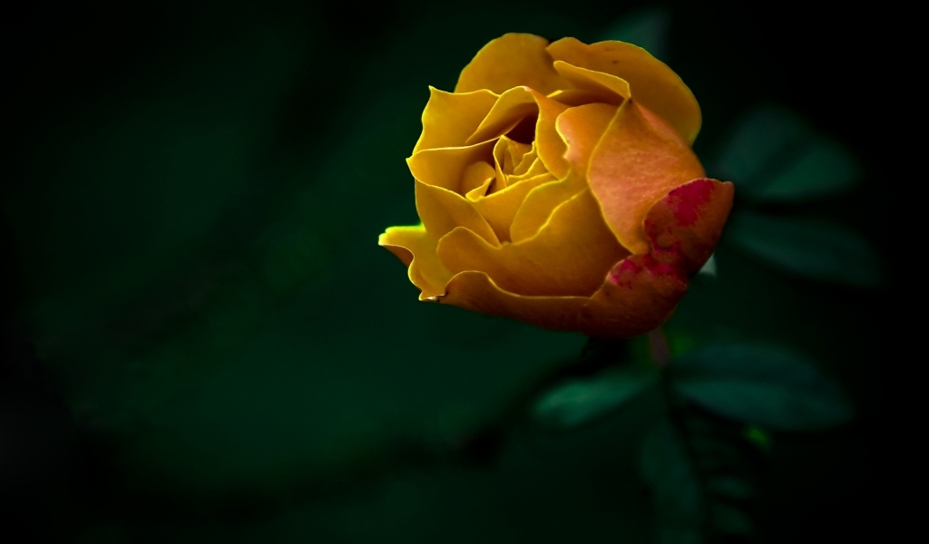 The last Rose for 1024 x 600 widescreen resolution