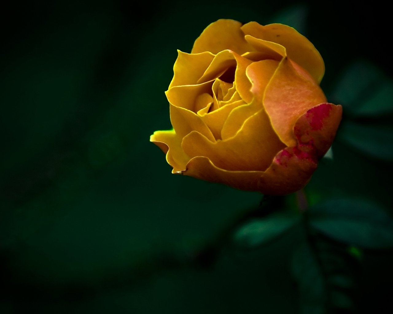 The last Rose for 1280 x 1024 resolution