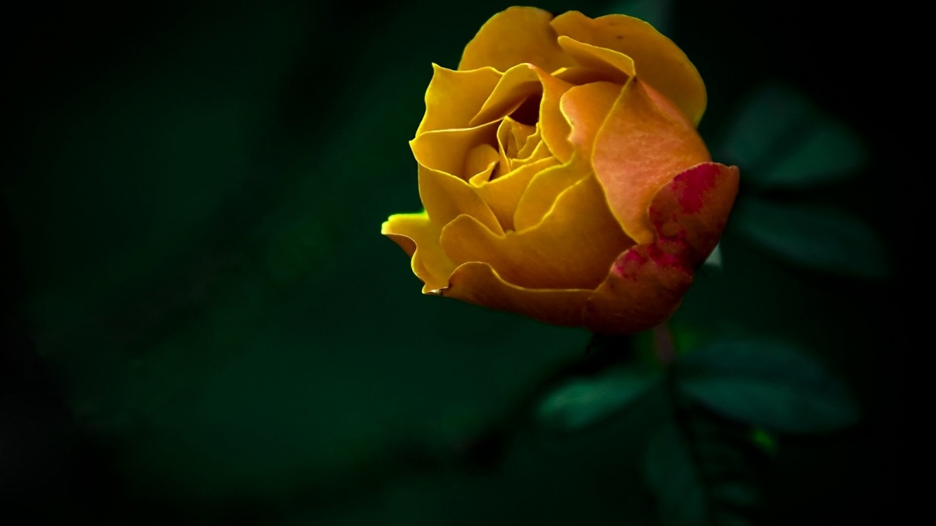 The last Rose for 1366 x 768 HDTV resolution