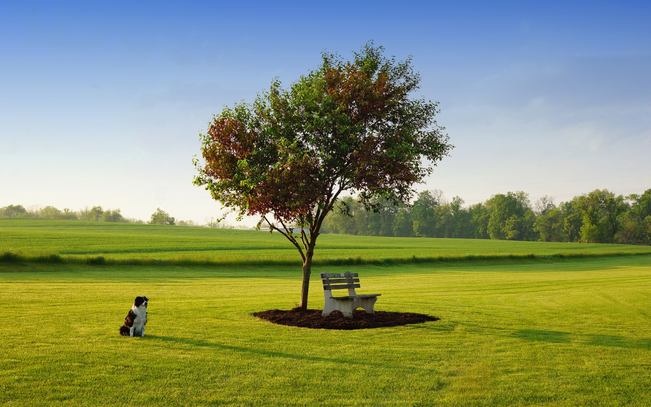 The Lonely Dog for 1280 x 800 widescreen resolution