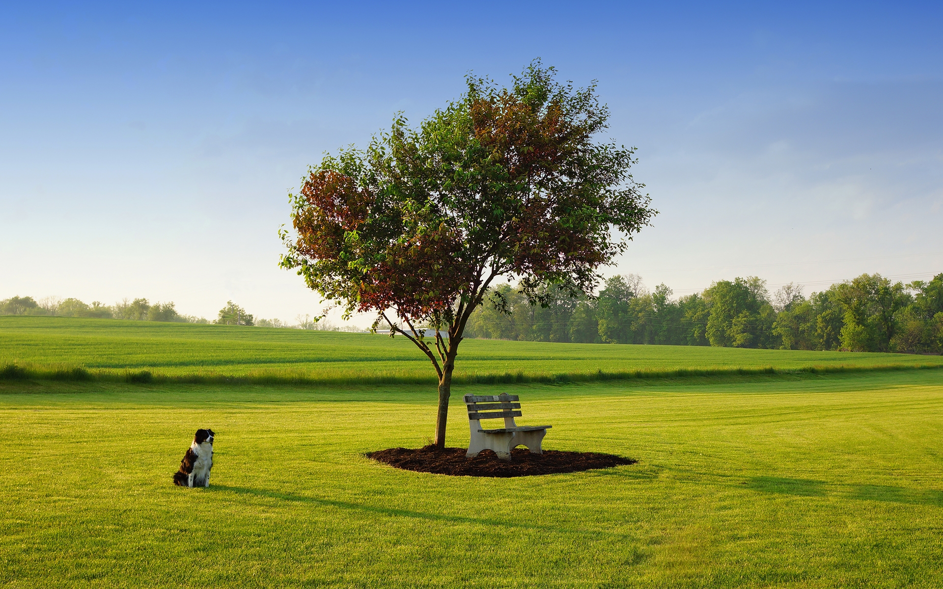 The Lonely Dog for 1920 x 1200 widescreen resolution