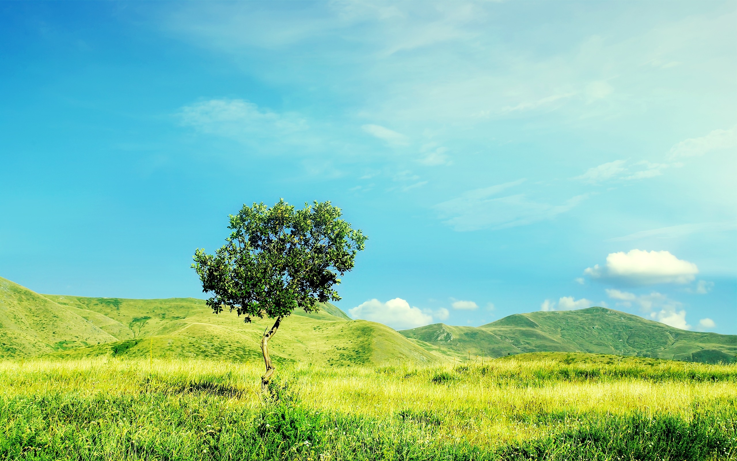 The Lonely Tree HD Wallpaper - WallpaperFX