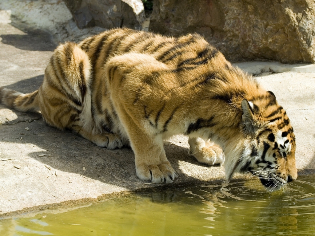 Thirsty Tiger for 1024 x 768 resolution