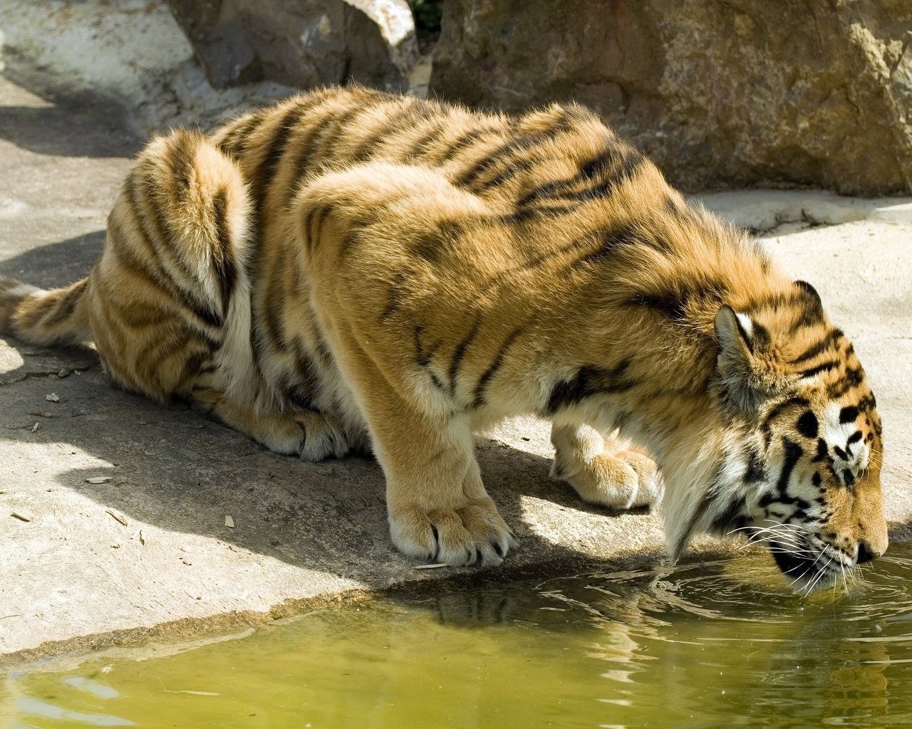 Thirsty Tiger for 1280 x 1024 resolution