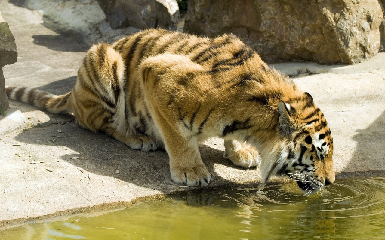 Thirsty Tiger for 1280 x 800 widescreen resolution
