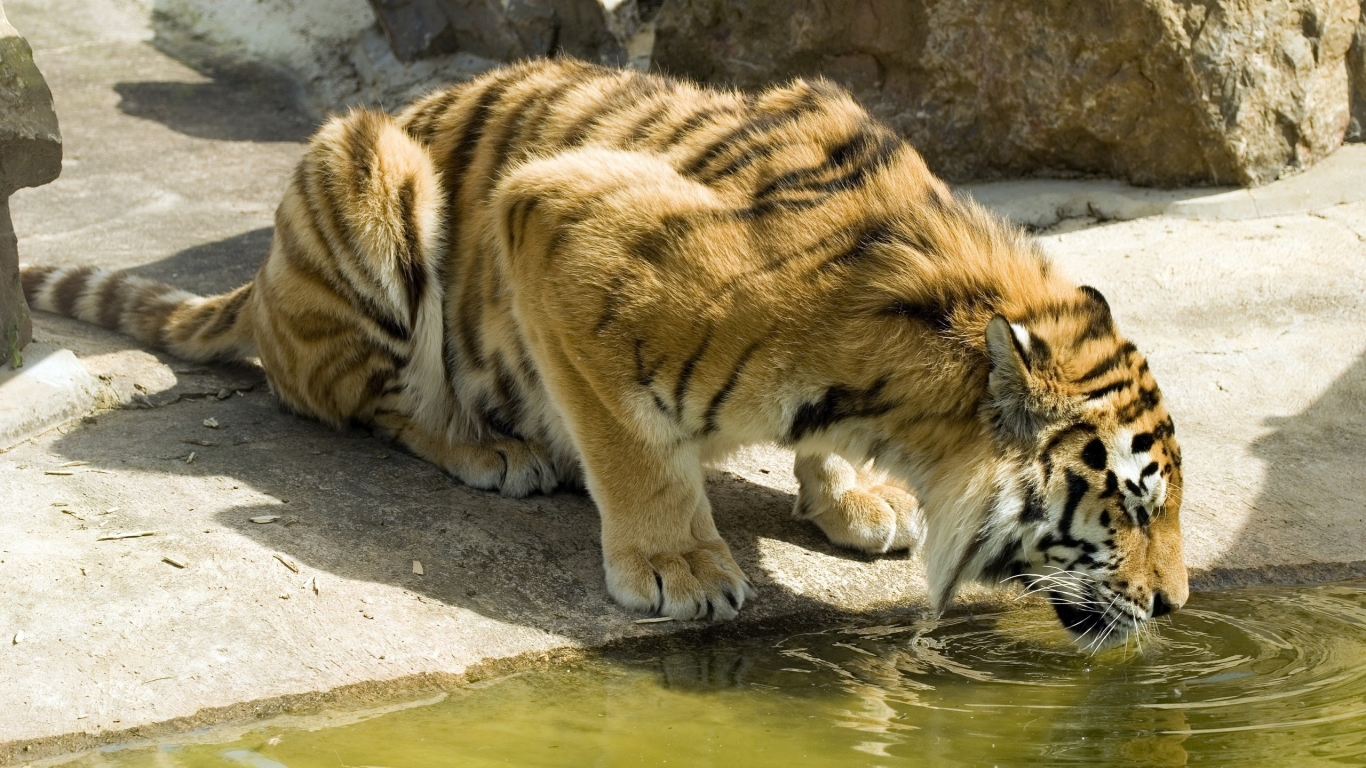 Thirsty Tiger for 1366 x 768 HDTV resolution