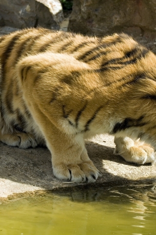 Thirsty Tiger for 320 x 480 iPhone resolution