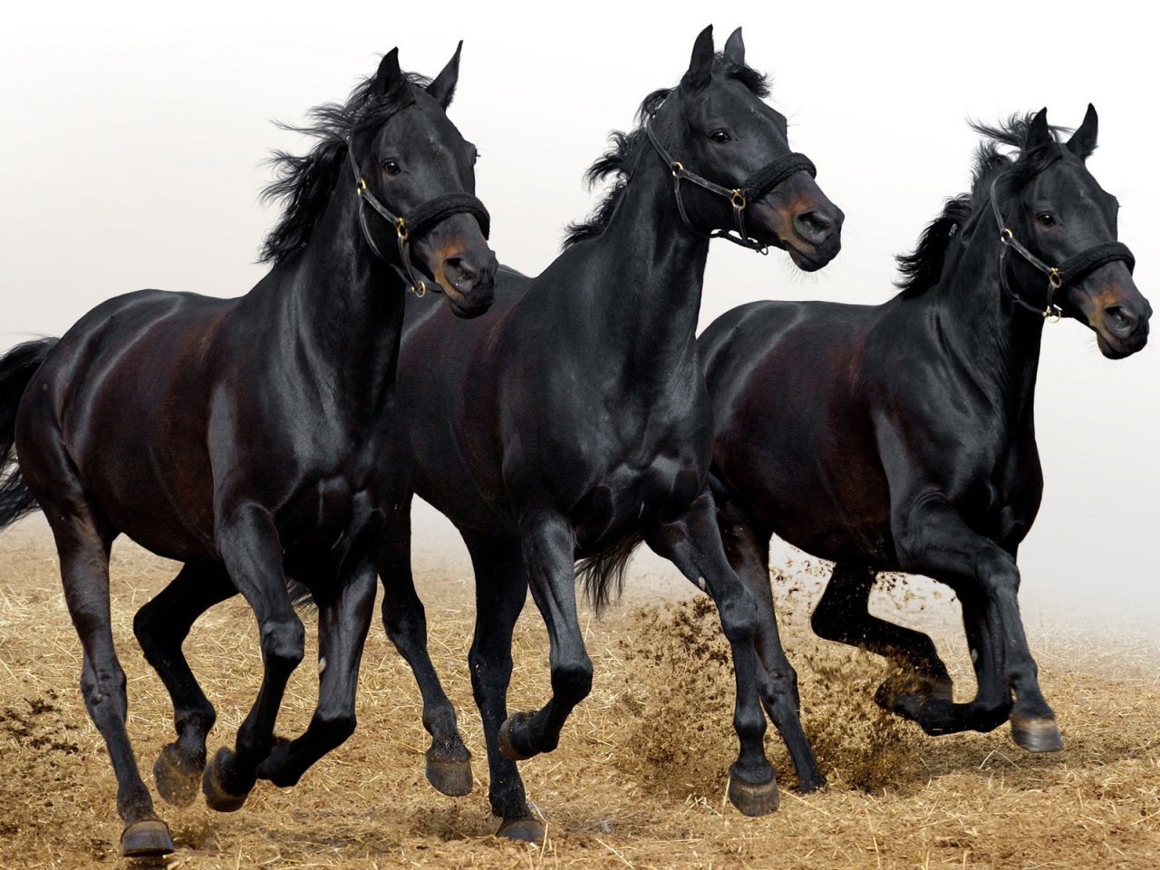 Three Black Horses for 1280 x 960 resolution