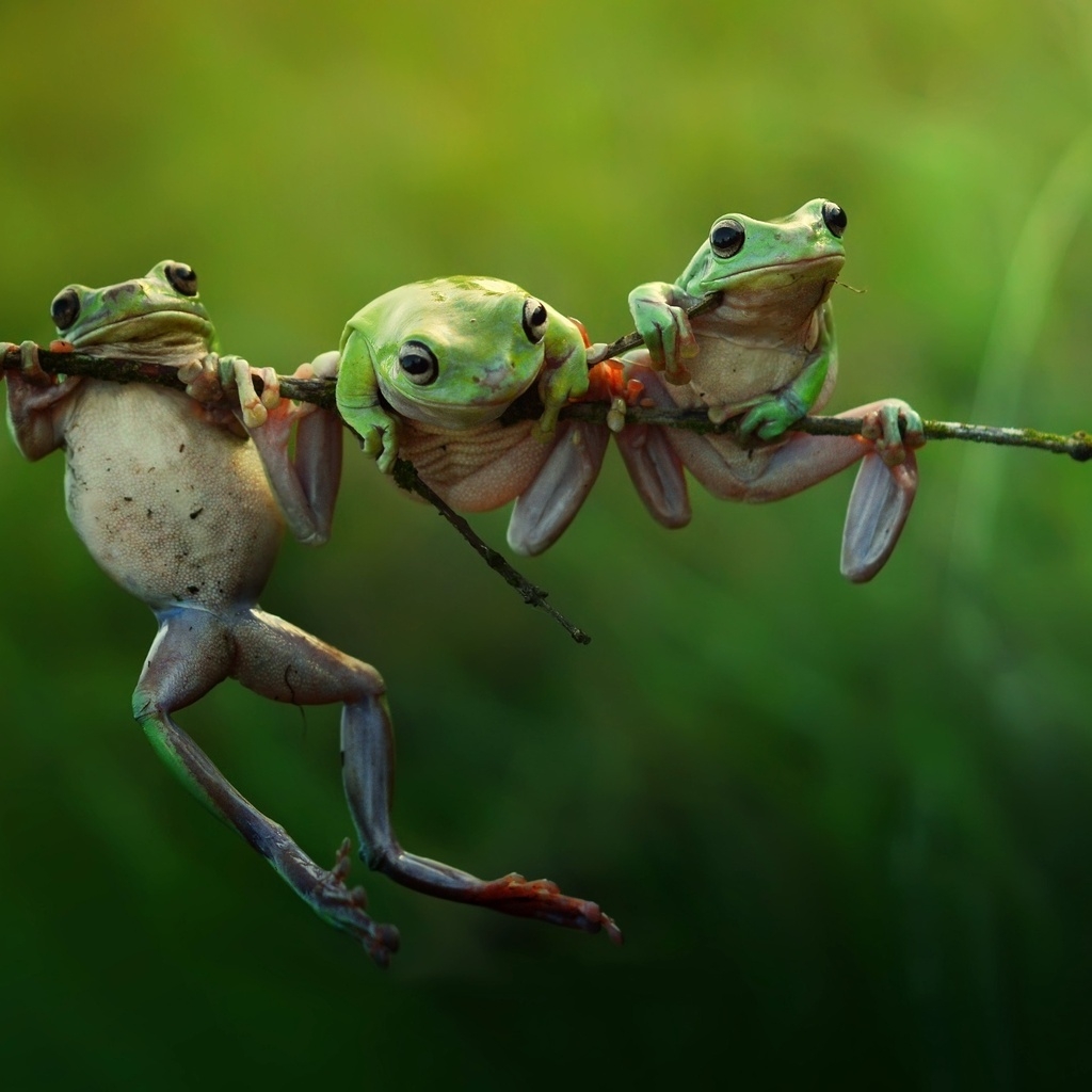 Three Frogs on a Branch for 1024 x 1024 iPad resolution