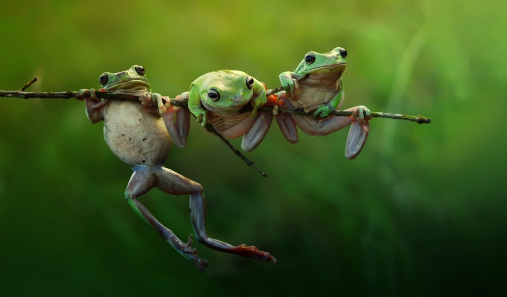 Three Frogs on a Branch for 1024 x 600 widescreen resolution