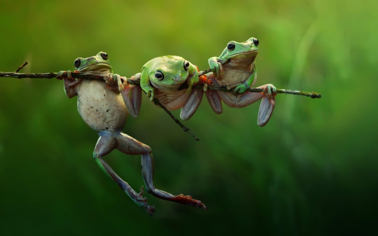 Three Frogs on a Branch for 1280 x 800 widescreen resolution