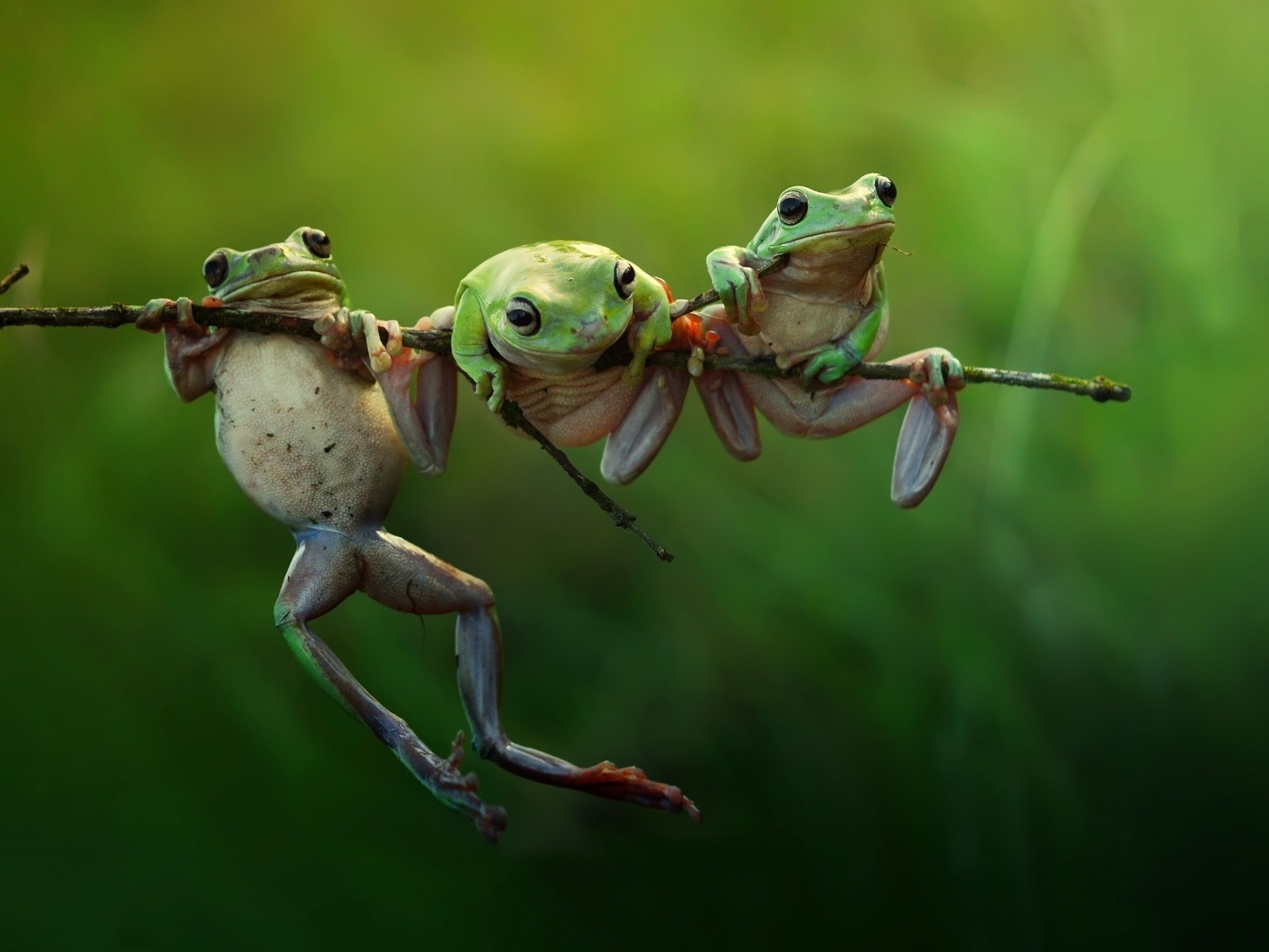 Three Frogs on a Branch for 1600 x 1200 resolution